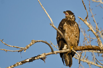 Young Bald Eagle Calling From High in a Barren Tree