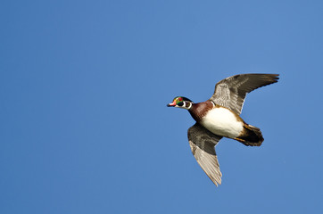 Male Wood Duck Flying in a Blue Sky