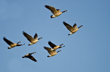 Flock of Canada Geese Flying in a Blue Sky