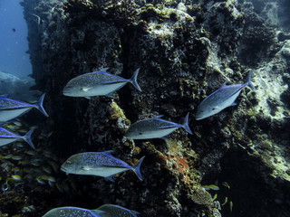 school of fish