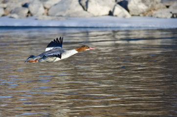Common Merganser Flying Over the Frozen Winter River