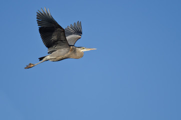 Great Blue Heron Flying in a Blue Sky