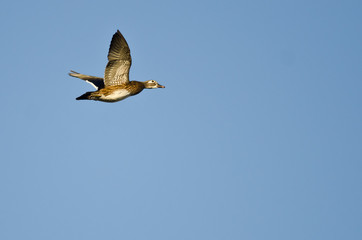 Female Wood Duck Flying in a Blue Sky