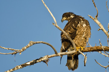 Young Bald Eagle Perched High in a Barren Tree