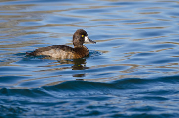 Female Scaup Duck Swimming in the Still Pond Waters