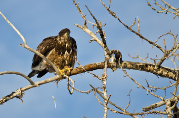 Young Bald Eagle Pooping From High in a Tree