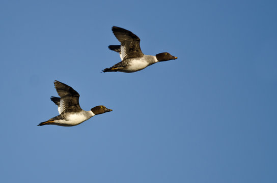 Two Common Goldeneye Ducks Flying in a Blue Sky