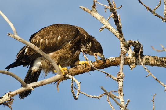 Young Bald Eagle Taking a Bite Out of a Dead Branch