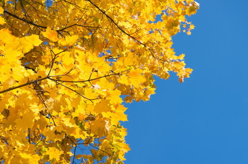 Autumn leaves with the blue sky background