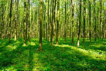 Obraz premium forest green