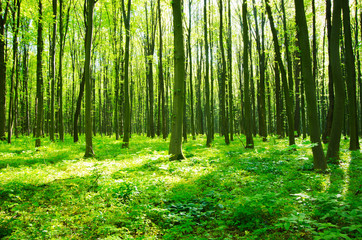 Fototapeta na wymiar a path is in the green forest