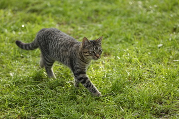 Naklejka na ściany i meble Kitten walking on grass