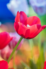 Tulip. Beautiful bouquet of tulips. colorful tulips.