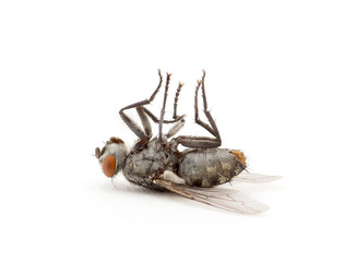 dead fly isolated on a white background
