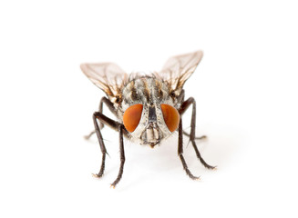 fly isolated on a white