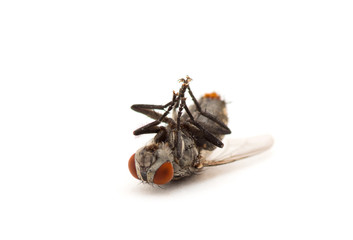 dead fly isolated on a white background