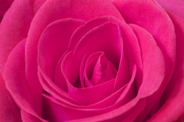 Obraz na płótnie Canvas Close up macro of a pink rose