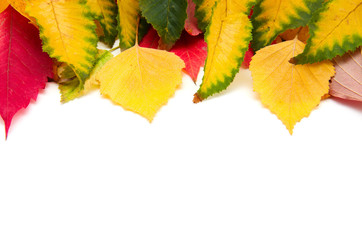 Group of colorful autumn leaves isolated on white background