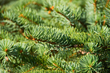 green fir tree or pine branches