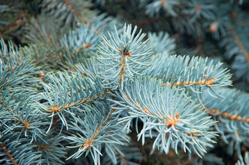 Naklejka na ściany i meble Branches of blue fir tree. Background