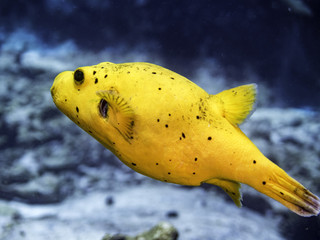 yellow pufferfish © Pierluigi Leggeri
