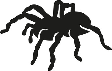Tarantula silhouette