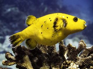 yellow pufferfish closeup
