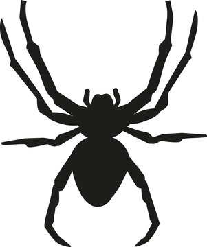 Spider silhouette with details