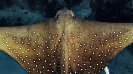 spotted eagle ray closeup