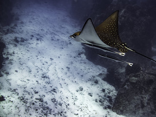 spotted eagle ray