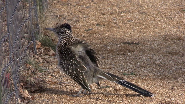 Greater Roadrunner
