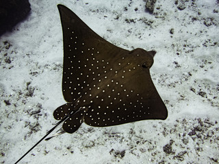 spotted eagle ray