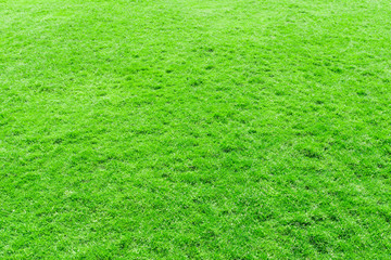 grass texture from a field