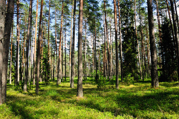 Kiefernwald im Hochmoor Viru Raba / Estland
