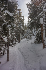 Snow Shoe Tracks in Winter Forest