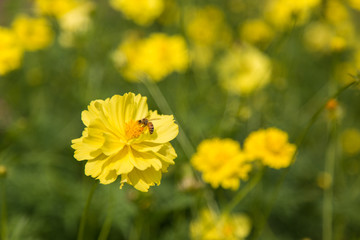 Soft-focus close-up of yellow flowers