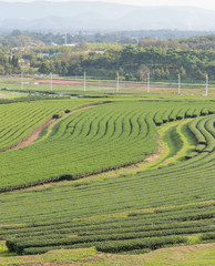 image of Tea field at Boon Rawd Farm is one of the largest tea p