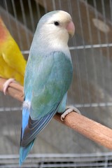 Lovebird