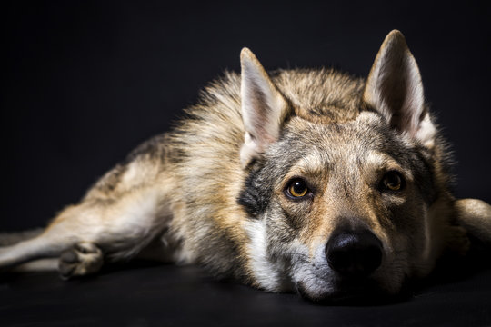 tschechoslowakischer wolfhund