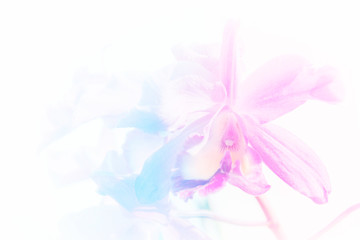 vivid color orchid in blur and soft style for background