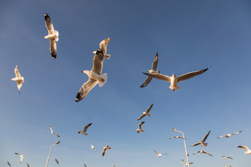 Seagulls