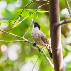 The Sooty-headed Bulbul bird