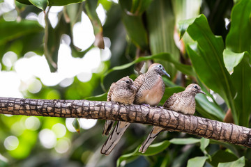 Zebra dove family