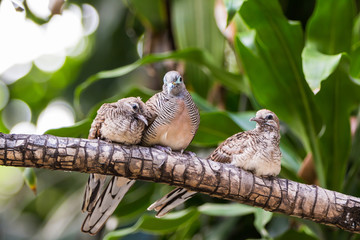 Zebra dove family