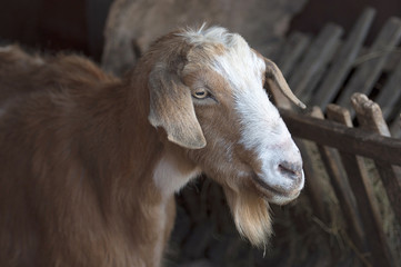 Fototapeta premium brown goat in farm