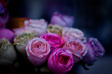 rose blrurred backgorund, soft focus