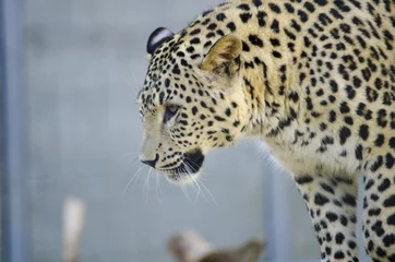 Fototapete Panther Dotted cat - Leopard