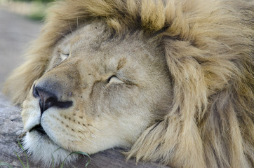 Sleeping king of animals