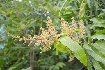 mango flower in garden