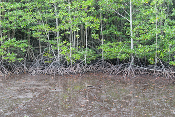 Mangroves forest